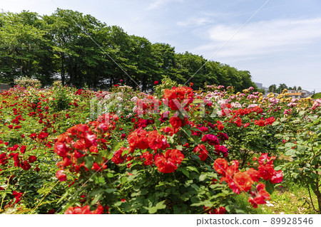 Roses Festival at Yono Park Roses Festival at Yono Park 89928546