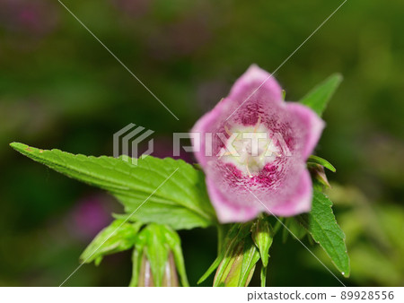 拍一張風鈴內部的照片 89928556