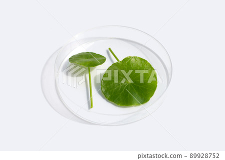 Fresh green centella asiatica leaves in petri dish on white background. 89928752
