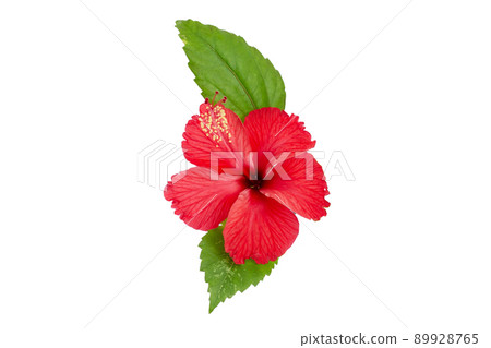 Red hibiscus flower with leaves on white background. 89928765