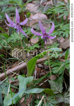 The shape of wild grass that makes you imagine the expectations and joy of spring 89929054