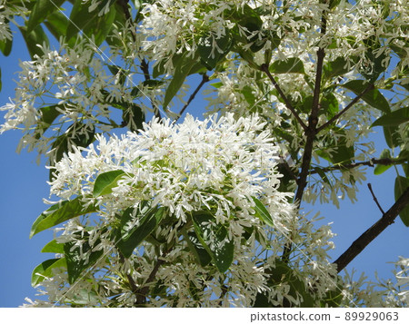 "Nanja Monja" flowers in full bloom 89929063