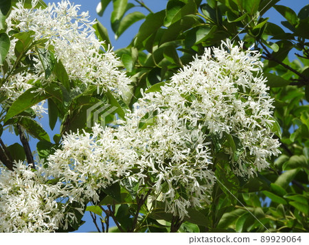 "Nanja Monja" flowers in full bloom 89929064
