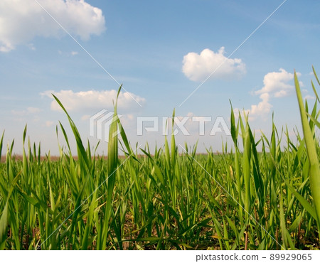Field Field 89929065