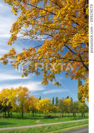 Autumn Autumn 89929079