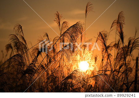 Japanese pampas grass at sunset Japanese pampas grass at sunset 89929241