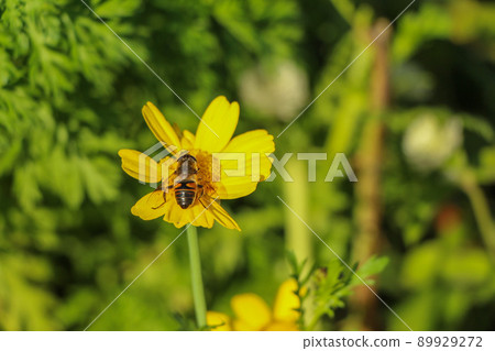 Bees and flowers 89929272
