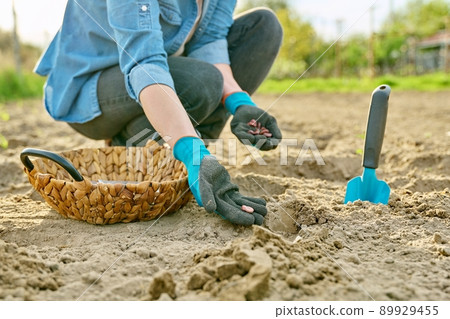 Close-up of hand in gardening gloves planting beans in ground using shovel 89929455