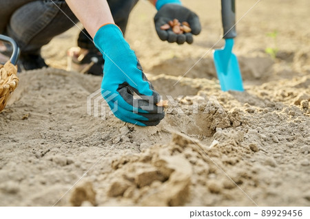 Close-up of hand in gardening gloves planting beans in ground using shovel Close-up of hand in gardening gloves planting beans in ground using shovel 89929456