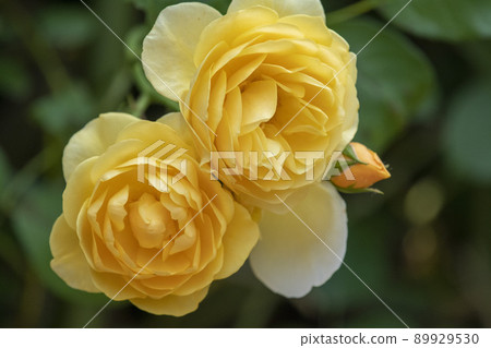 Rose Rose 89929530