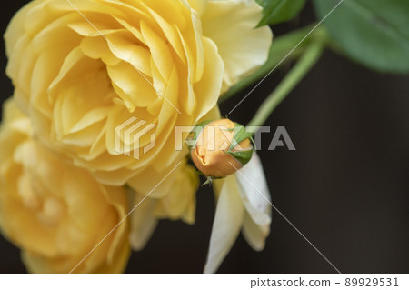 Rose Rose 89929531