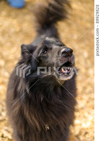 比利時牧羊犬 Groenendael 黑牧羊犬大狗酷 89929828