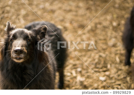比利時牧羊犬 Groenendael 黑牧羊犬大狗酷 89929829