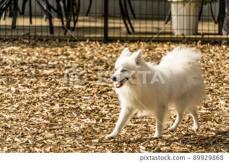 Japanese Spitz cute white dog small dog Japanese Spitz cute white dog small dog 89929868