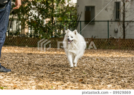 Japanese Spitz cute white dog small dog Japanese Spitz cute white dog small dog 89929869