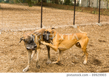 大丹犬超大型犬酷 89929903