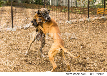 大丹犬超大型犬酷 89929904