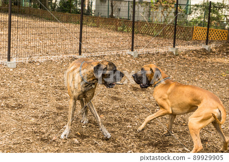 大丹犬超大型犬酷 89929905