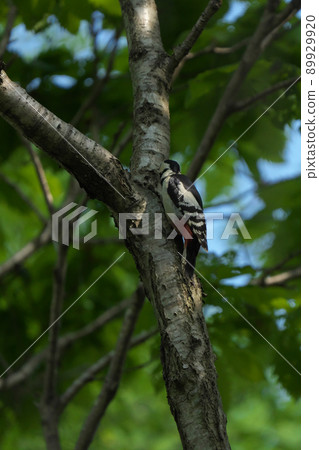 大斑啄木鳥棲息在一棵樹上 89929920