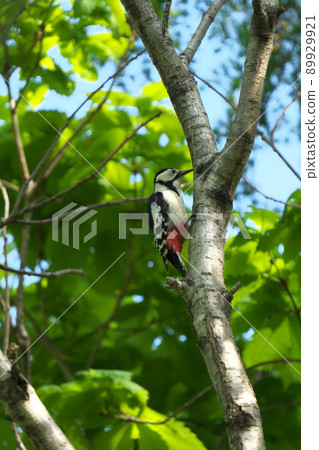 大斑啄木鳥棲息在一棵樹上 大斑啄木鳥棲息在一棵樹上 89929921