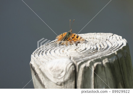 Theta水龍頭 Theta水龍頭 89929922