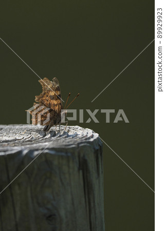 Theta水龍頭 89929923