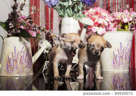 1 month old chihuahua puppy 1 month old chihuahua puppy 89930073