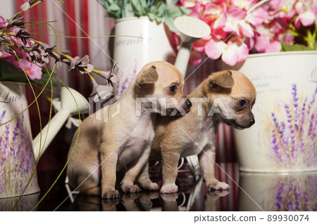 1 month old chihuahua puppy 1 month old chihuahua puppy 89930074