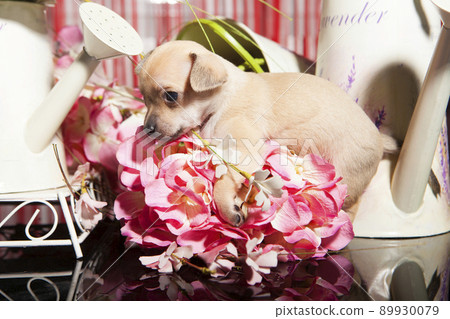 a 1 month old chihuahua puppy on flower background a 1 month old chihuahua puppy on flower background 89930079