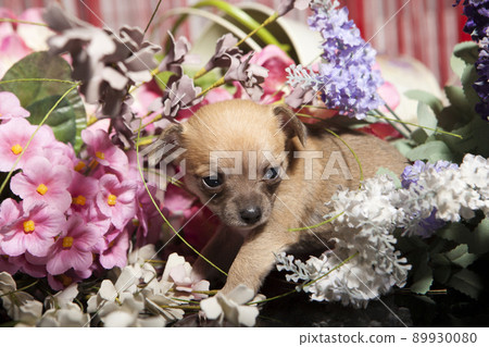 1 month old chihuahua puppy 1 month old chihuahua puppy 89930080