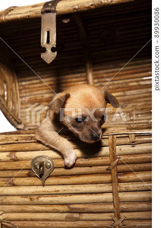 1 month old chihuahua puppy inside a trunk 1 month old chihuahua puppy inside a trunk 89930086