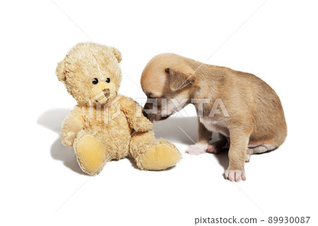 1 month old chihuahua puppy sniffing a teddy bear 1 month old chihuahua puppy sniffing a teddy bear 89930087