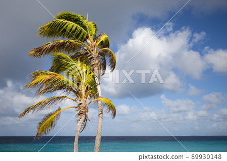 Two palm trees on the blue sky and azure sea background. Two palm trees on the blue sky and azure sea background. 89930148