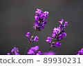 薰衣草 89930231
