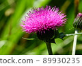  薊 89930235