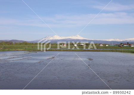 稻田上白雪皚皚的旭岳 稻田上白雪皚皚的旭岳 89930242