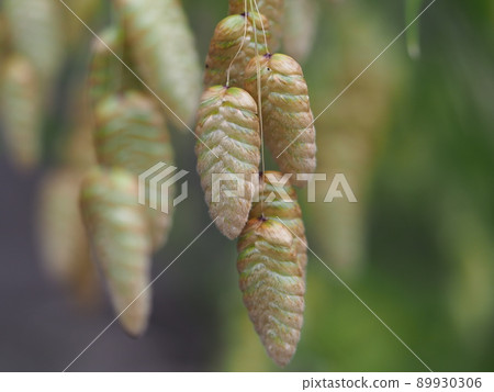 大地震的小穗，看起來像昆蟲 89930306