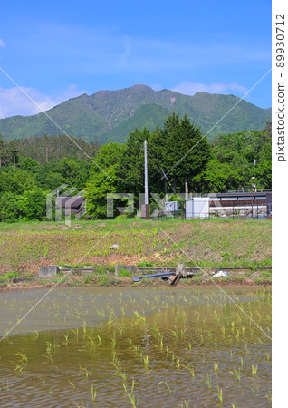 明野町的稻田風光 89930712