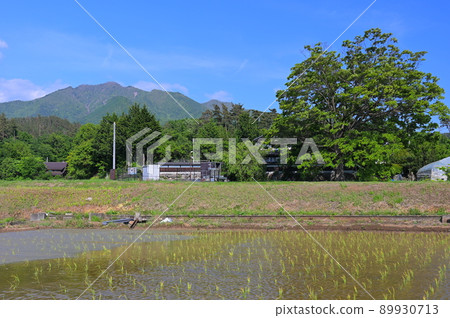 Paddy field scenery in Akeno Town Paddy field scenery in Akeno Town 89930713