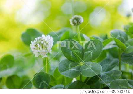 four Leaf Clover  89930748