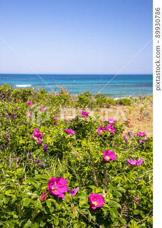 [Niigata Prefecture] Sado Island Hamanasu Blooming Blue Sea and Sobama Beach 89930786