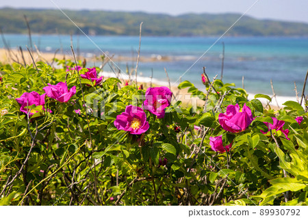 [Niigata Prefecture] Sado Island Hamanasu Blooming Blue Sea and Sobama Beach 89930792