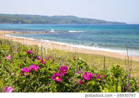 [新潟縣]佐渡島濱名盛開的藍色大海和Sobama海灘 89930797