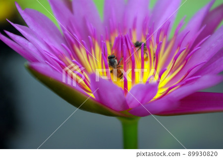 Bee in the purple petal and yellow pollen of water Lily Bee in the purple petal and yellow pollen of water Lily 89930820