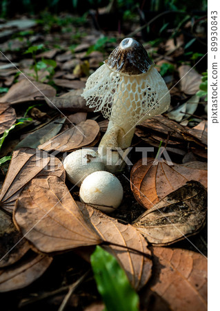 Dancing mushroom growing on the ground full of dry leaves 89930843