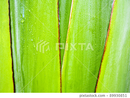 Texture on body of traveler's palm, Ravenala banana 89930851