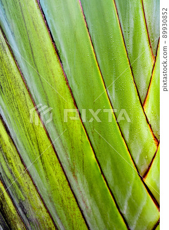 Texture on body of traveler's palm, Ravenala banana 89930852