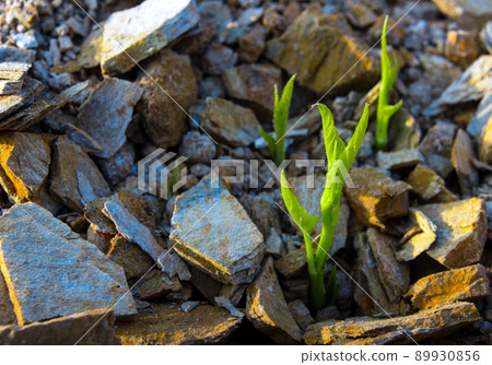 Buds of morning glory sprout up rocky mound Buds of morning glory sprout up rocky mound 89930856