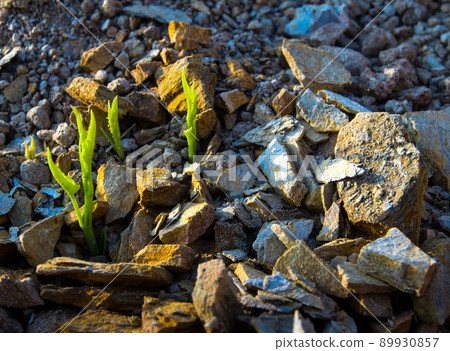 Buds of morning glory sprout up rocky mound Buds of morning glory sprout up rocky mound 89930857