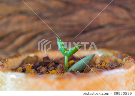 Bud leaf of small succulent plant growing on the laterite gravel Bud leaf of small succulent plant growing on the laterite gravel 89930859